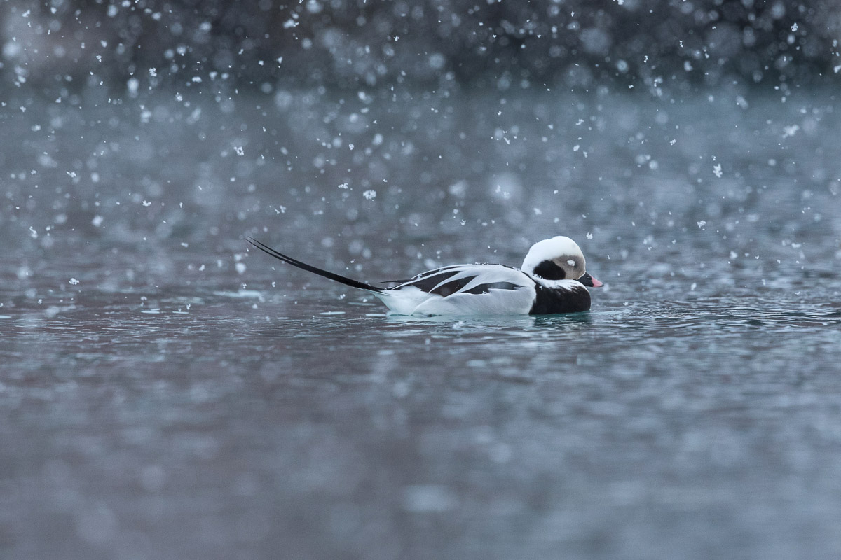 Long-tailed Duck in a Snowstorm