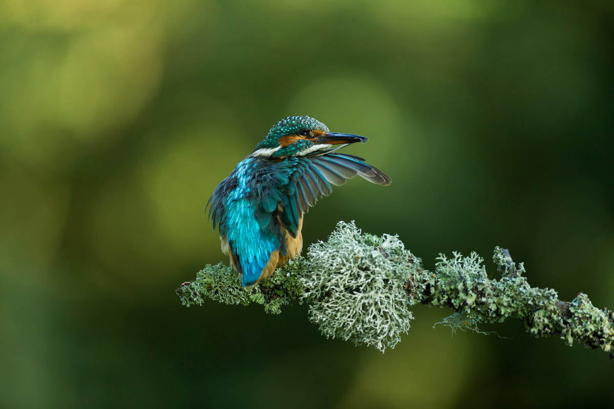 Kingfisher preening