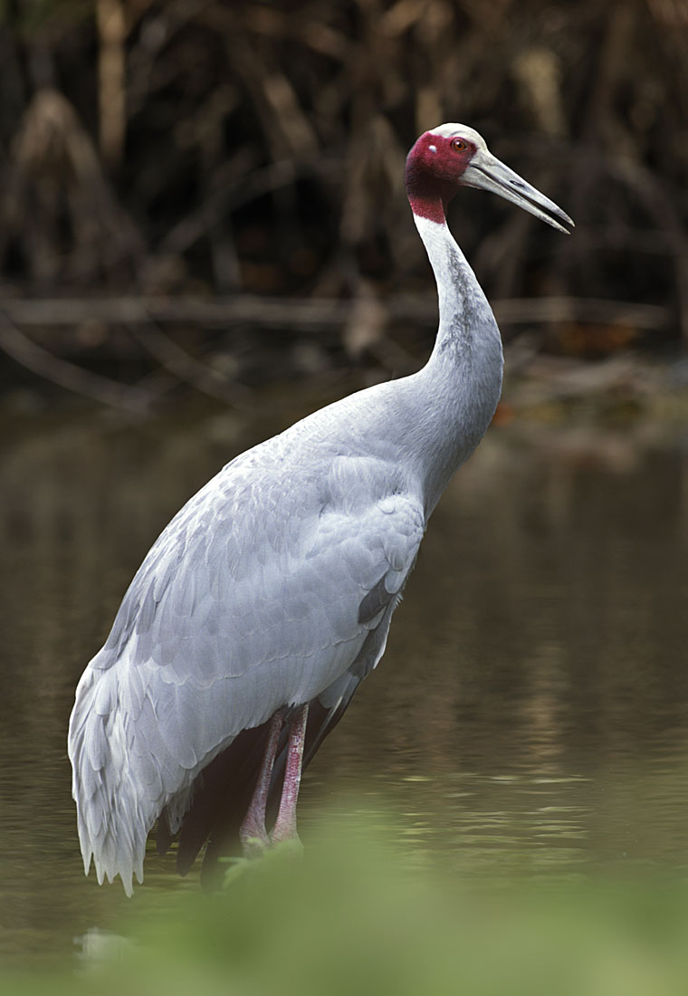 Sarus Crane ©Andrew Cleave/Nature Photographers Ltd