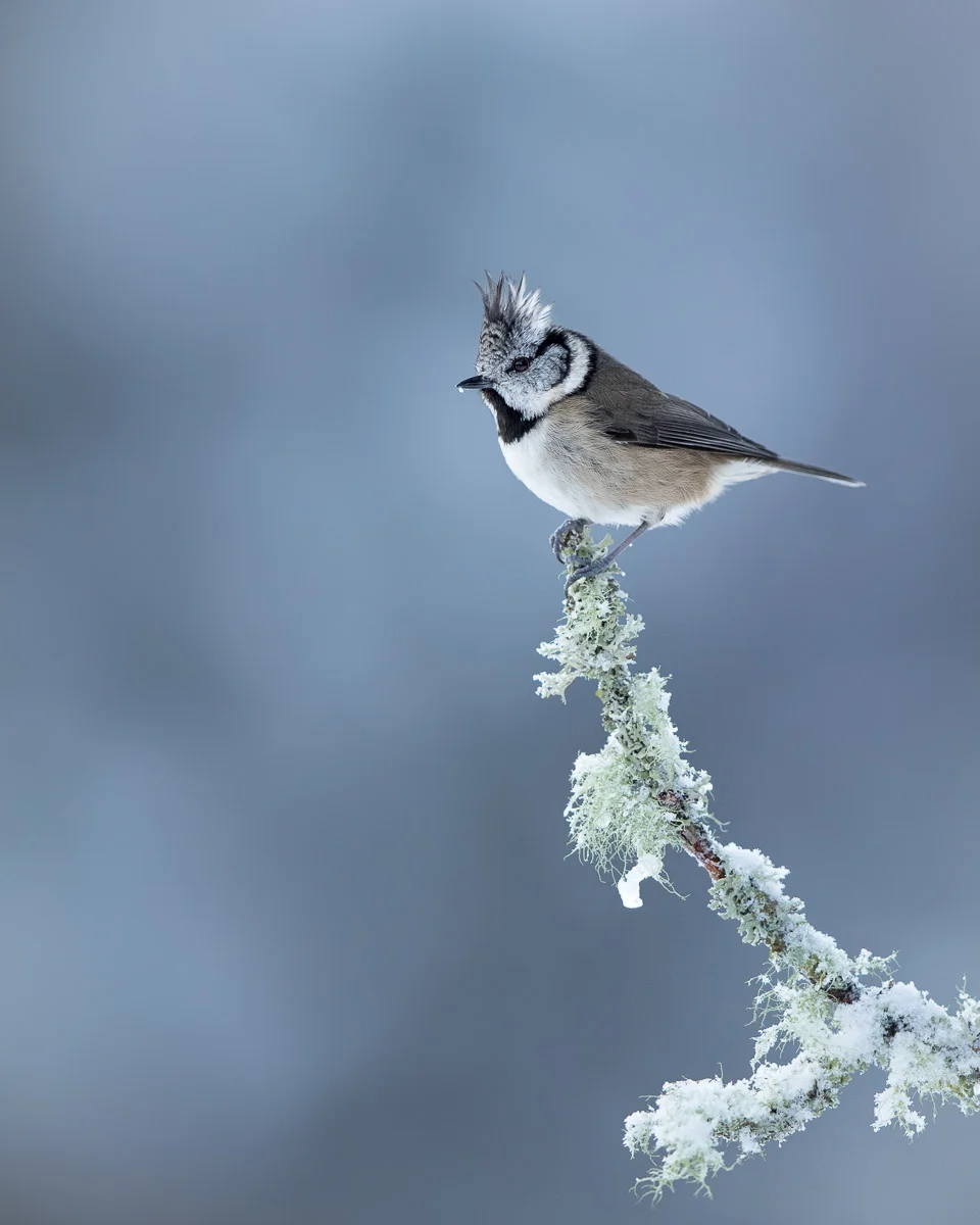 Crestie in the Snow