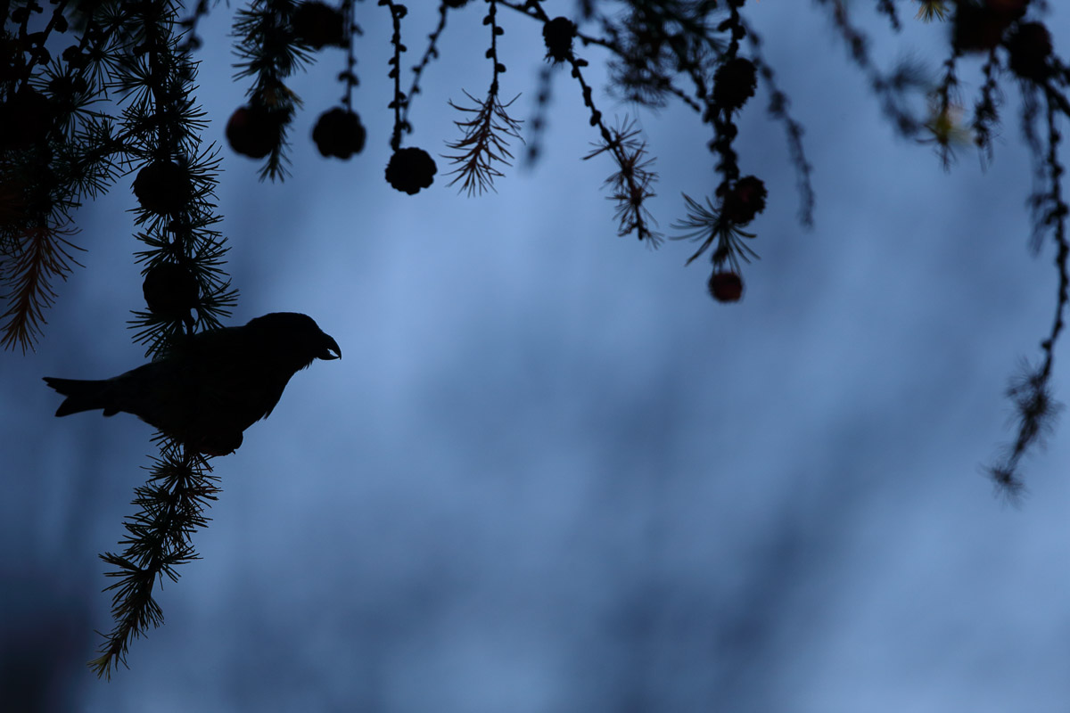 Crossbill