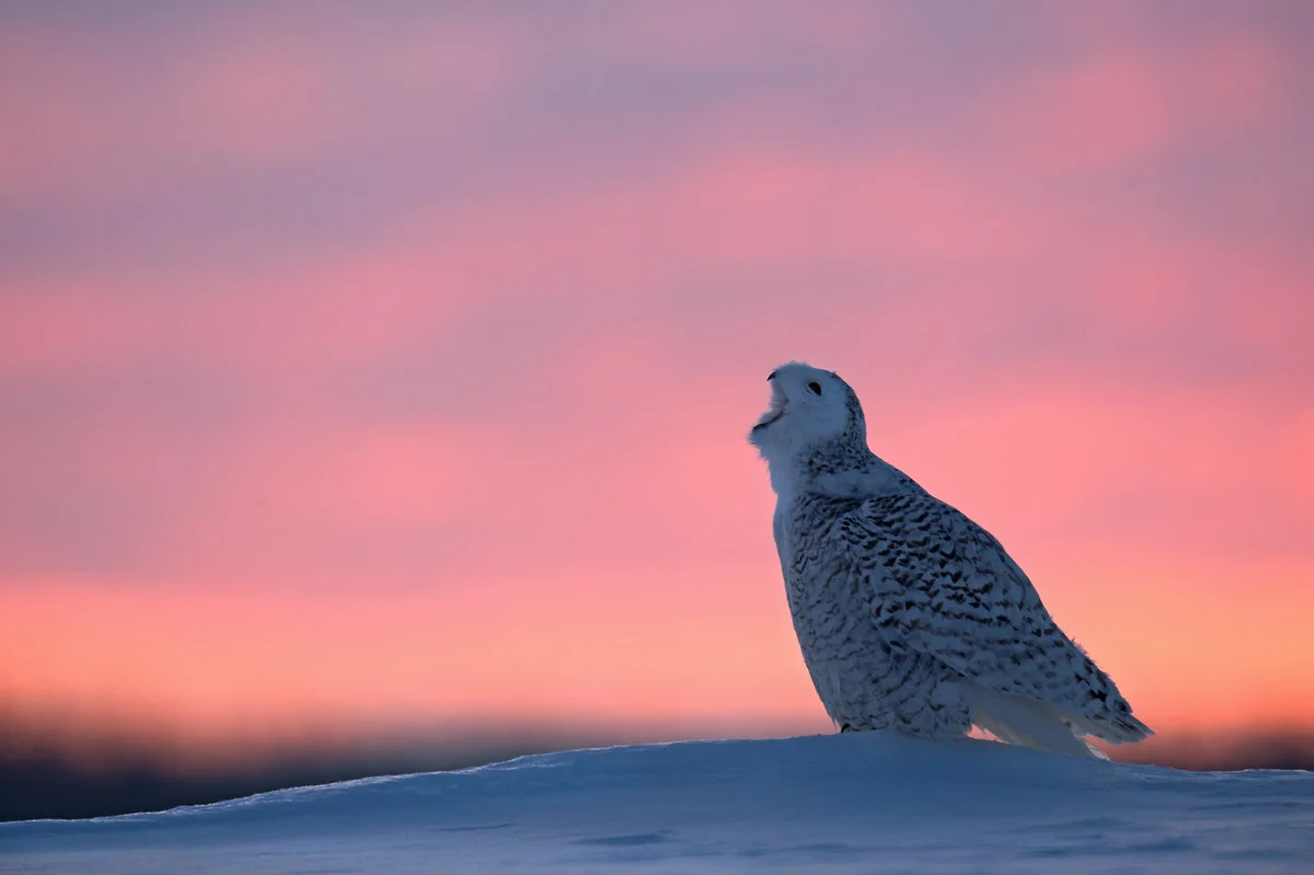 The Spirit of the Tundra