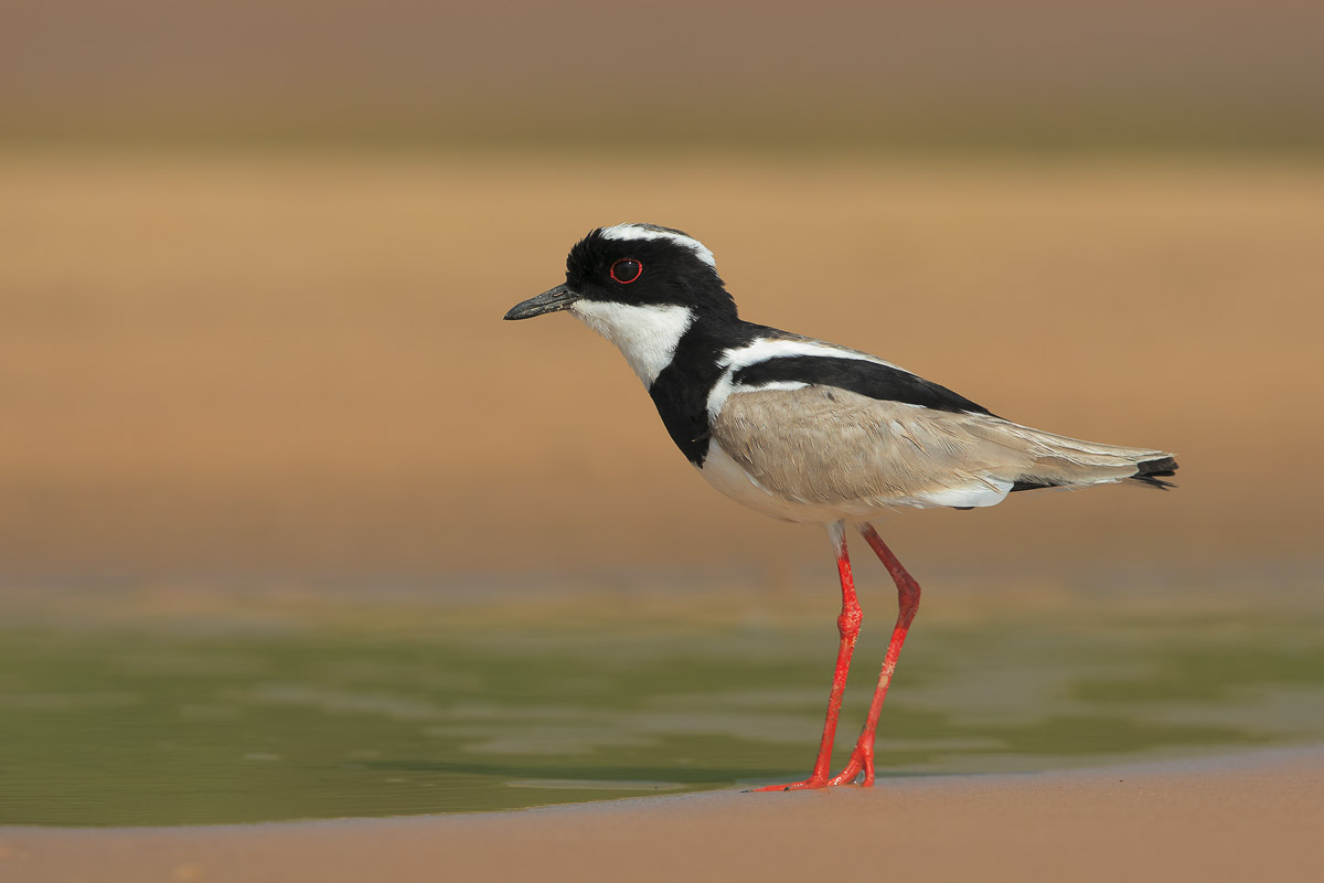 Pied Plover