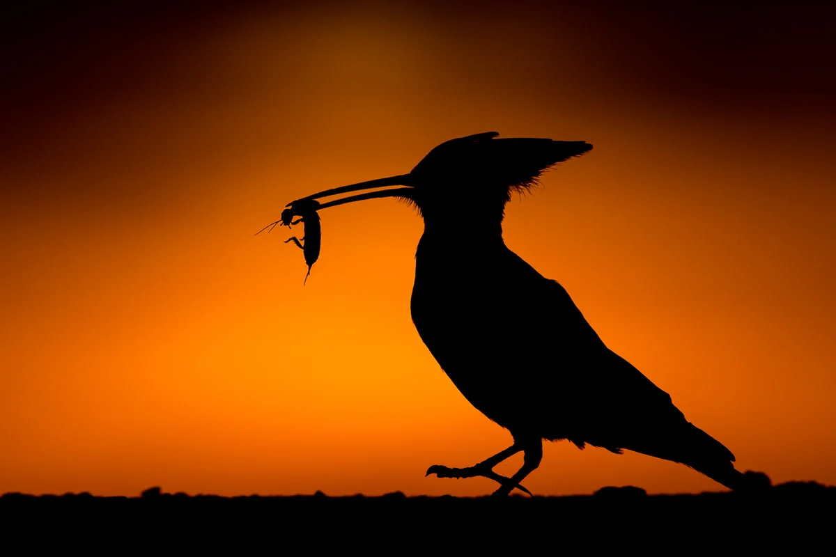 Sunrise Catch
