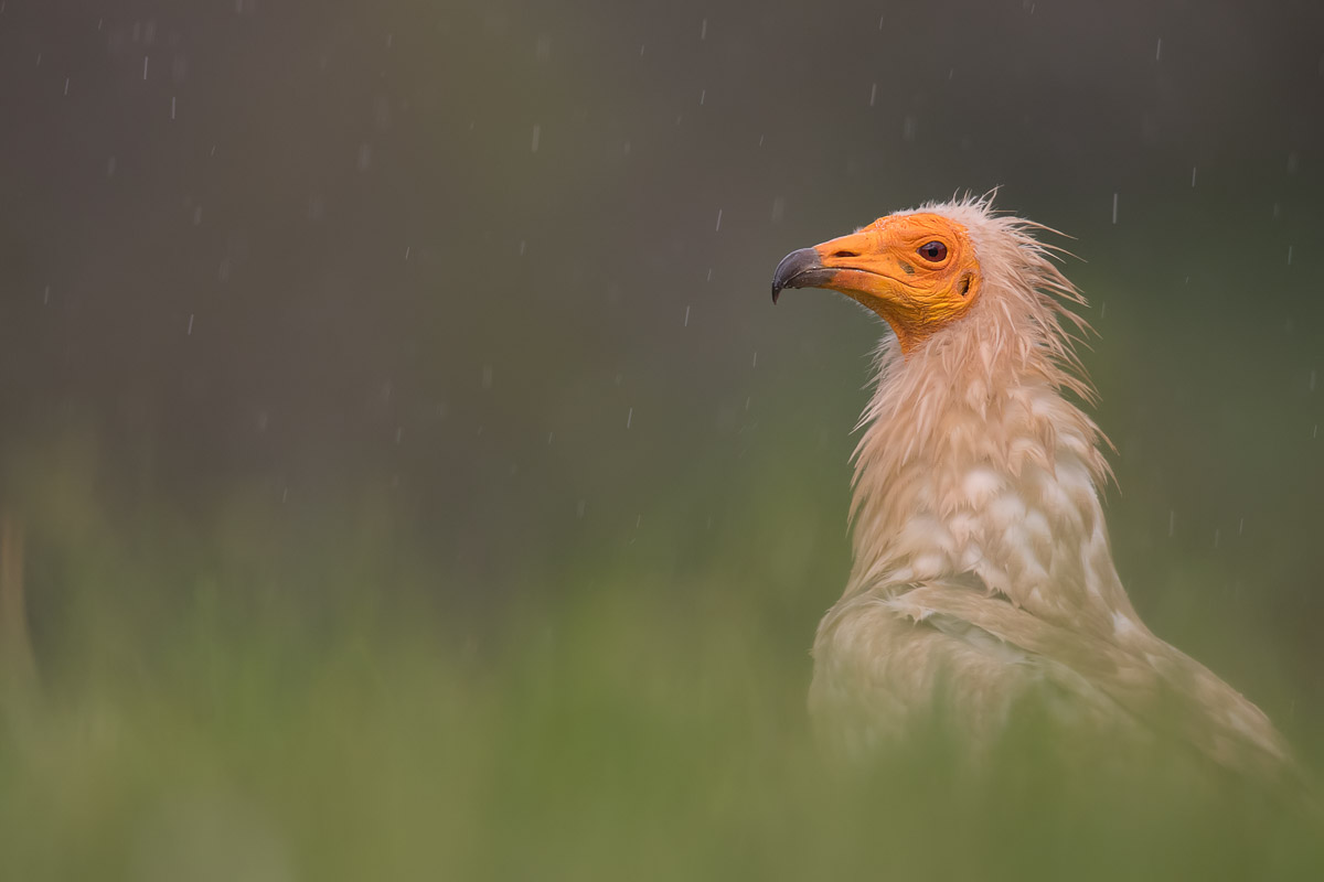 This Afternoon I saw it Rain