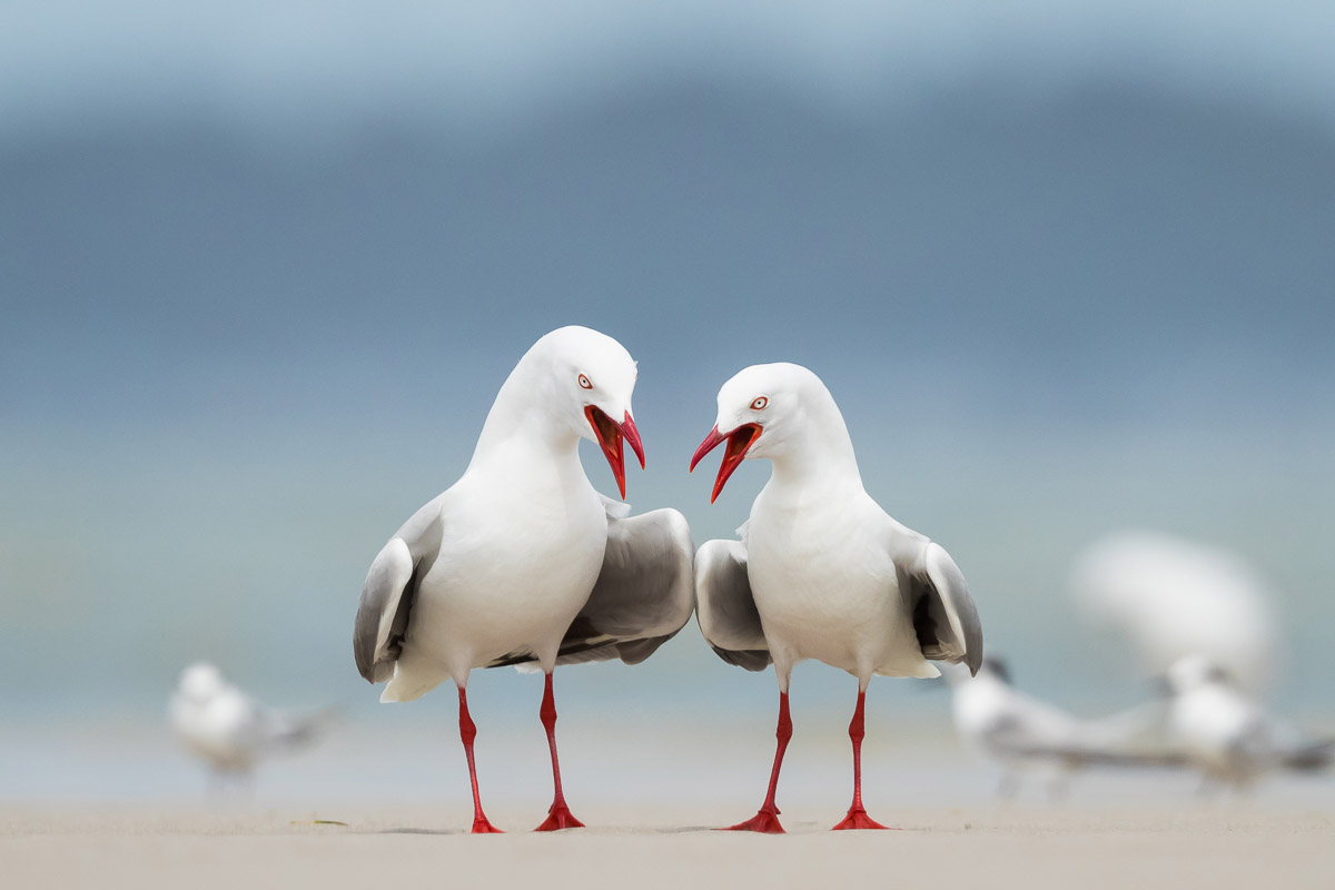 The Conversation