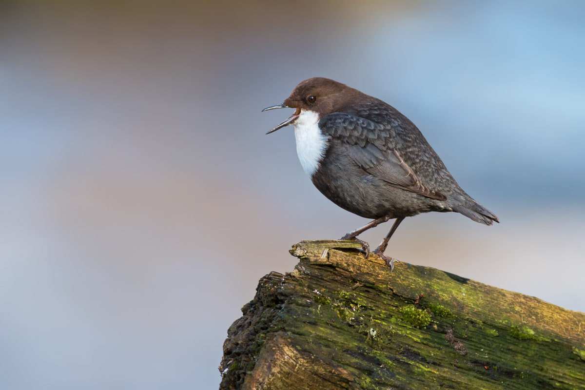 Dipper Calling