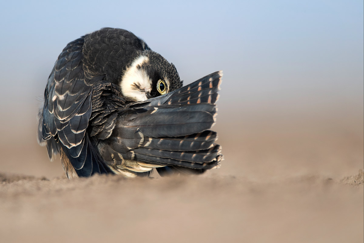 Eurasian Hobby