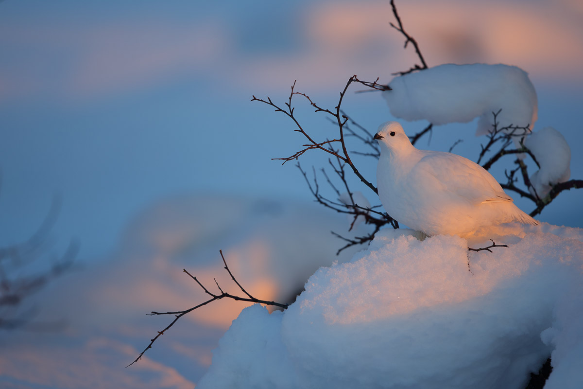 Evening Light