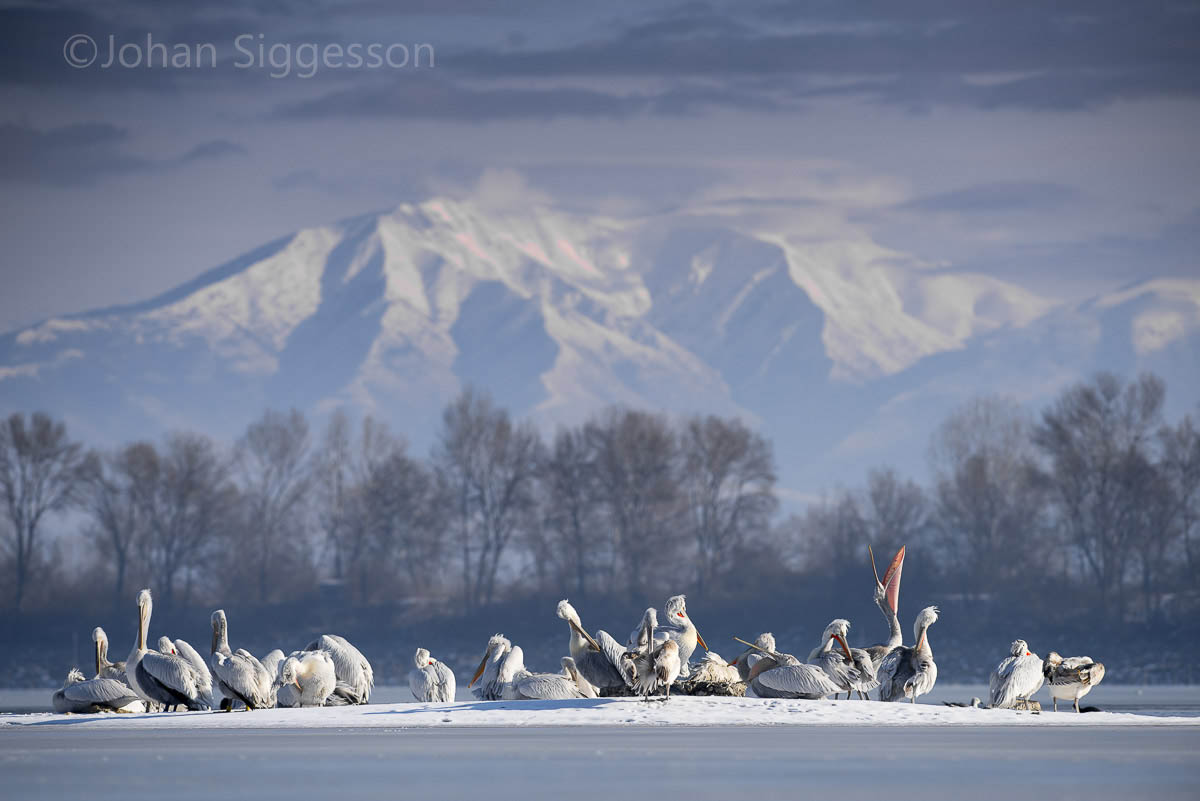 Dalmatians on Ice by Johan Siggesson (Malta). Birds in the Environment.