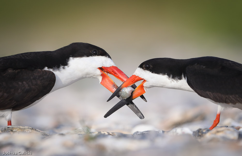 Caught in the Middle by Joshua Galicki (United States of America). Bird Behaviour.