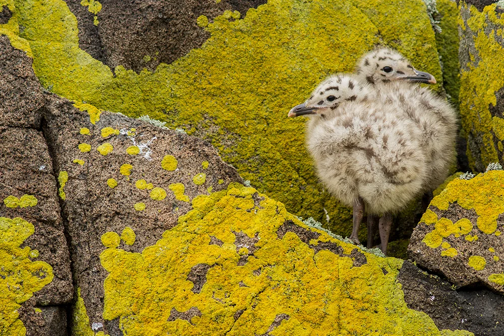 Gull chicks and lichen The Isle of May in the Firth of Forth is filled with fluffy chicks in the summer, creating fantastic opportunities for photos. However, you need to be careful not to approach them too closely in case you stress the parents. I was lucky enough to find these chicks waiting on an rocky outcrop covered in this beautiful bright yellow Caloplaca lichen. A parent returned soon after to deliver them an unrecognisable piece of meat….