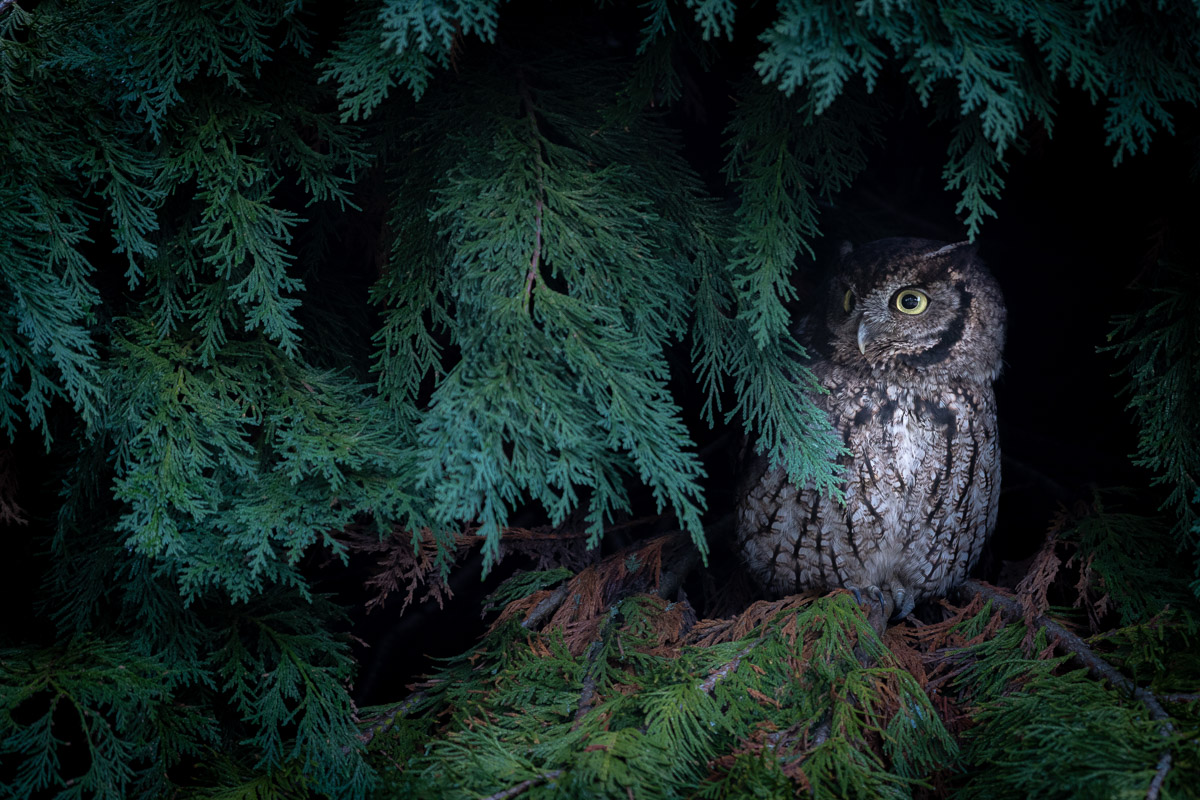 USA Highlights from the BPOTY 2019 Shortlist