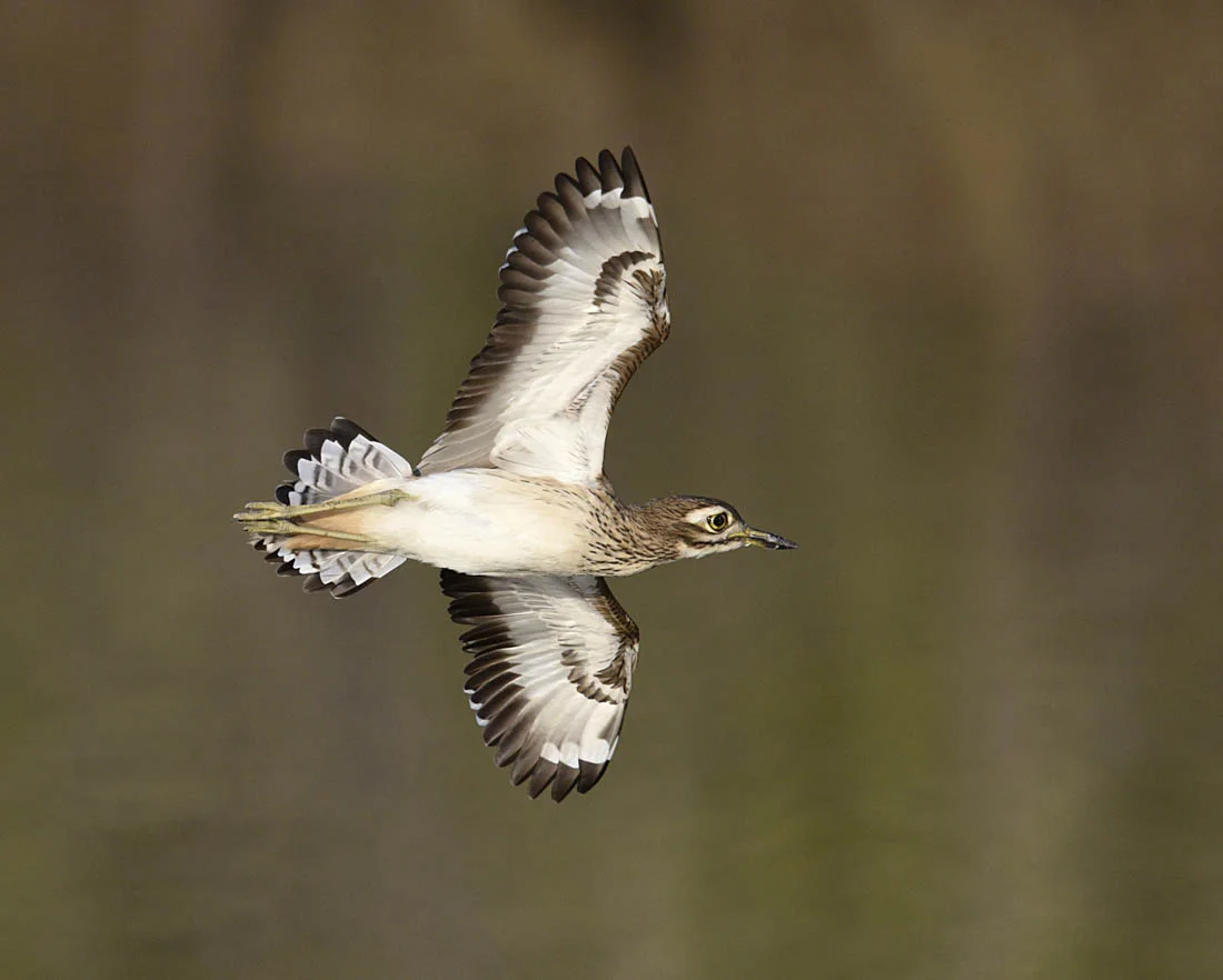 Senegal Thick-knee Burhinus senegalensis is locally common in suitable habitats – usually where wetlands and agricultural fields abut one another. Compared to its shy European cousin, the Stone-curlew, these thick-knees are relatively bold.