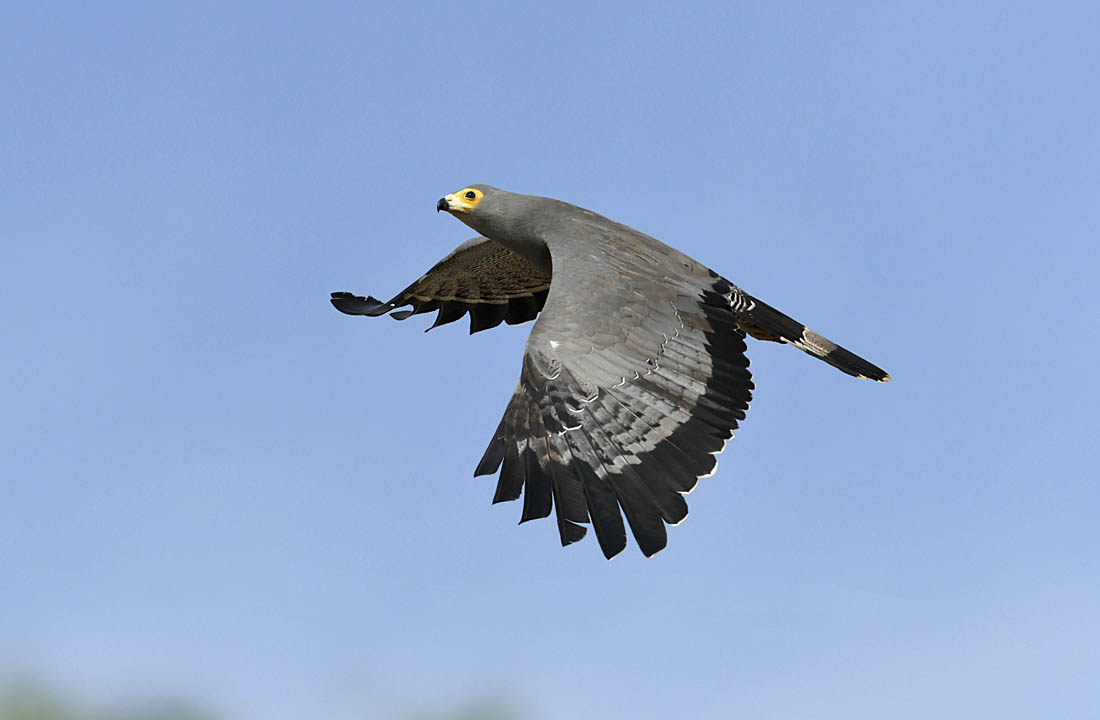 The African Harrier-hawk Polyboroides typus is one of the most conspicuous raptors in The Gambia and is particularly evident where light woodland sits alongside arable fields and rice paddies.