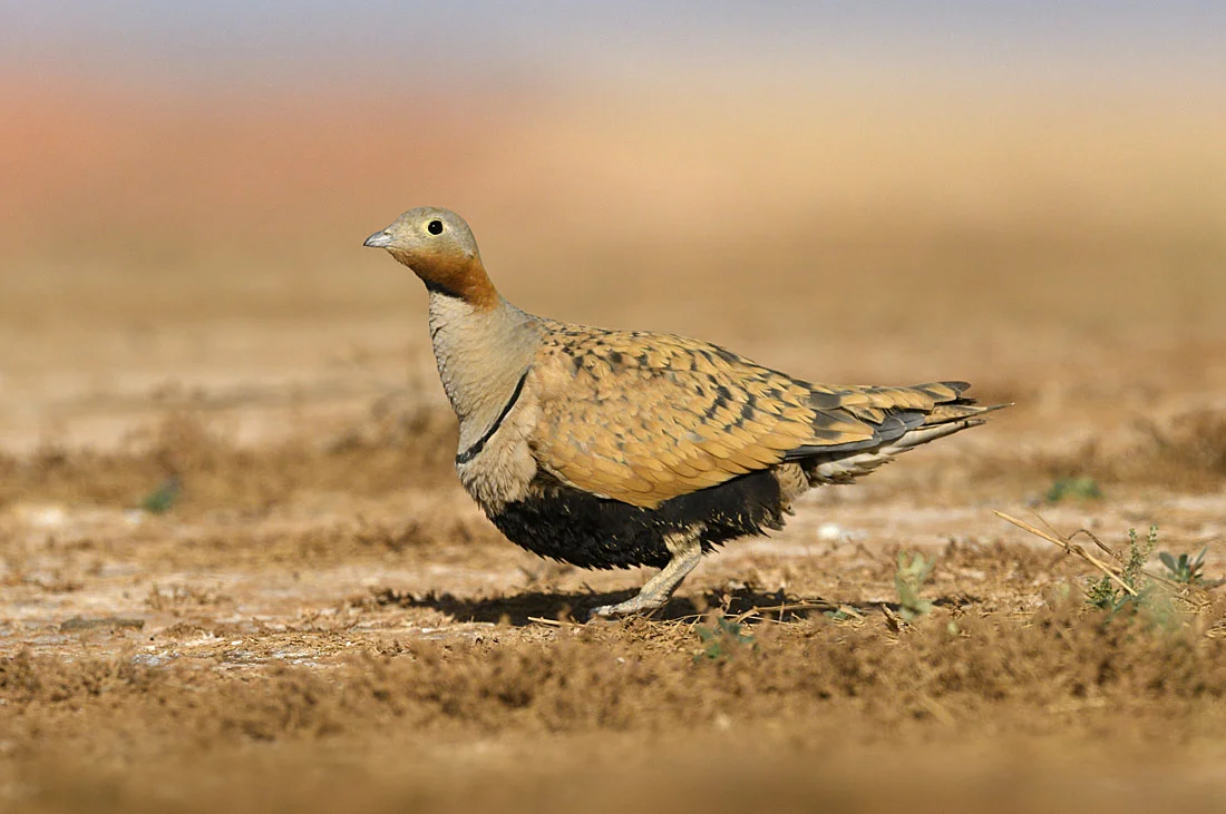 The colours of this male Black-bellied Sandgrouse are a good match for the contrast and tones of the landscape.