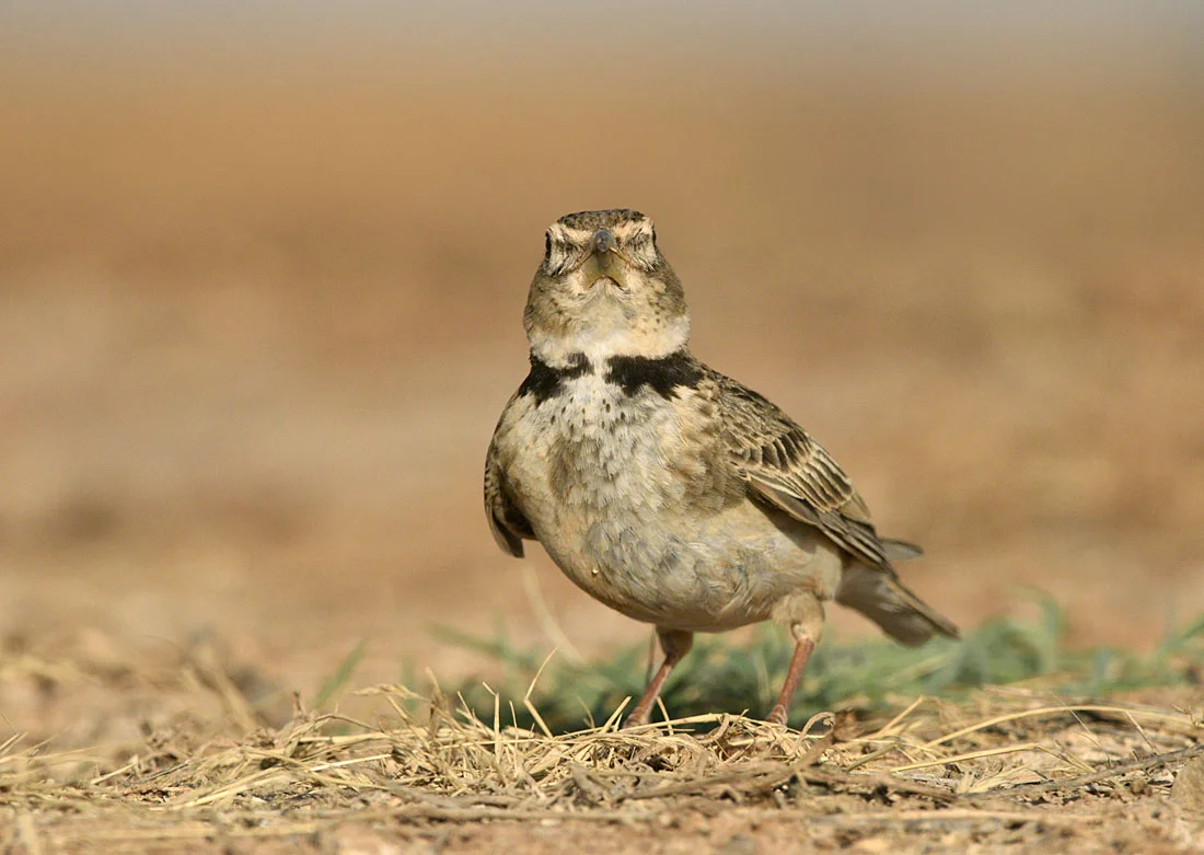 The Spanish plains are renowned for their larks. Although the chances of seeing the region’s speciality Dupont’s Lark in high summer are remote, four other species are much in evidence near water. Crested, Greater Short-toed and Lesser Short-toed are all around and most impressive of course is Calandra Lark.