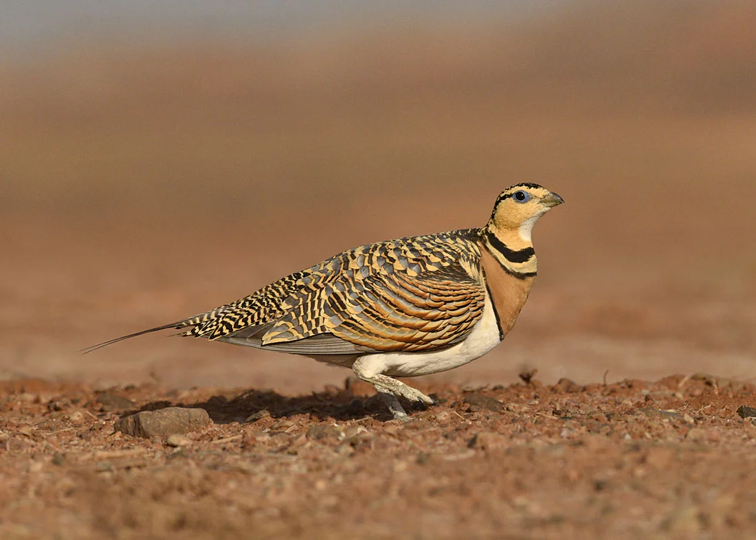 The Plains of Spain Revisited by Paul Sterry