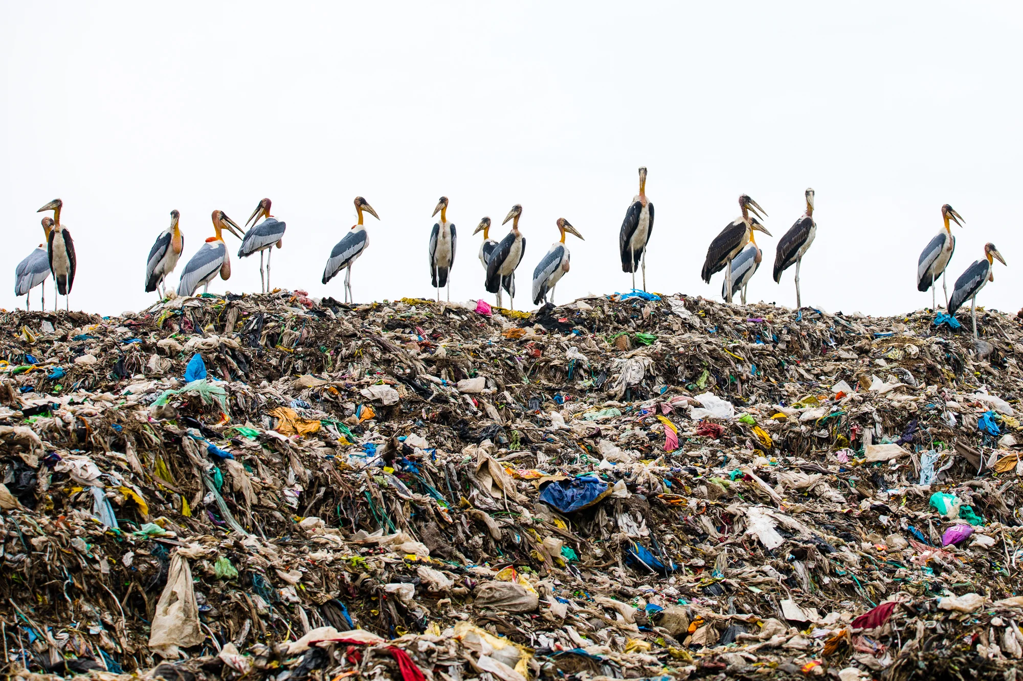 Greater Adjutant Storks line up at the Boragaon Landfill in Northeast India. ©Carla Rhodes