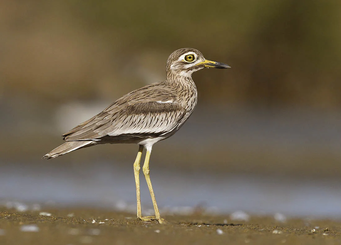 Senegal Thick-knee. ©Paul Sterry/Nature Photographers Ltd