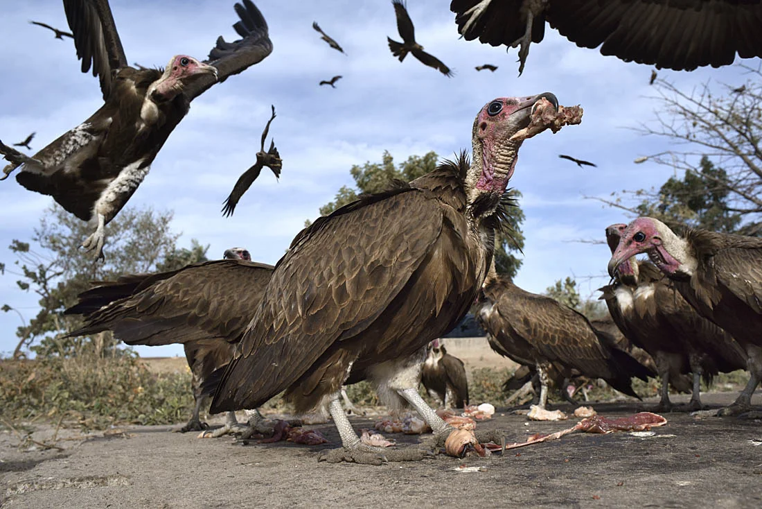 Hooded Vultures at the Kotu Creek feeding station. ©Paul Sterry/Nature Photographers Ltd