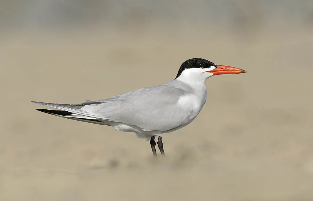 Caspian Tern. ©Paul Sterry/Nature Photographers Ltd