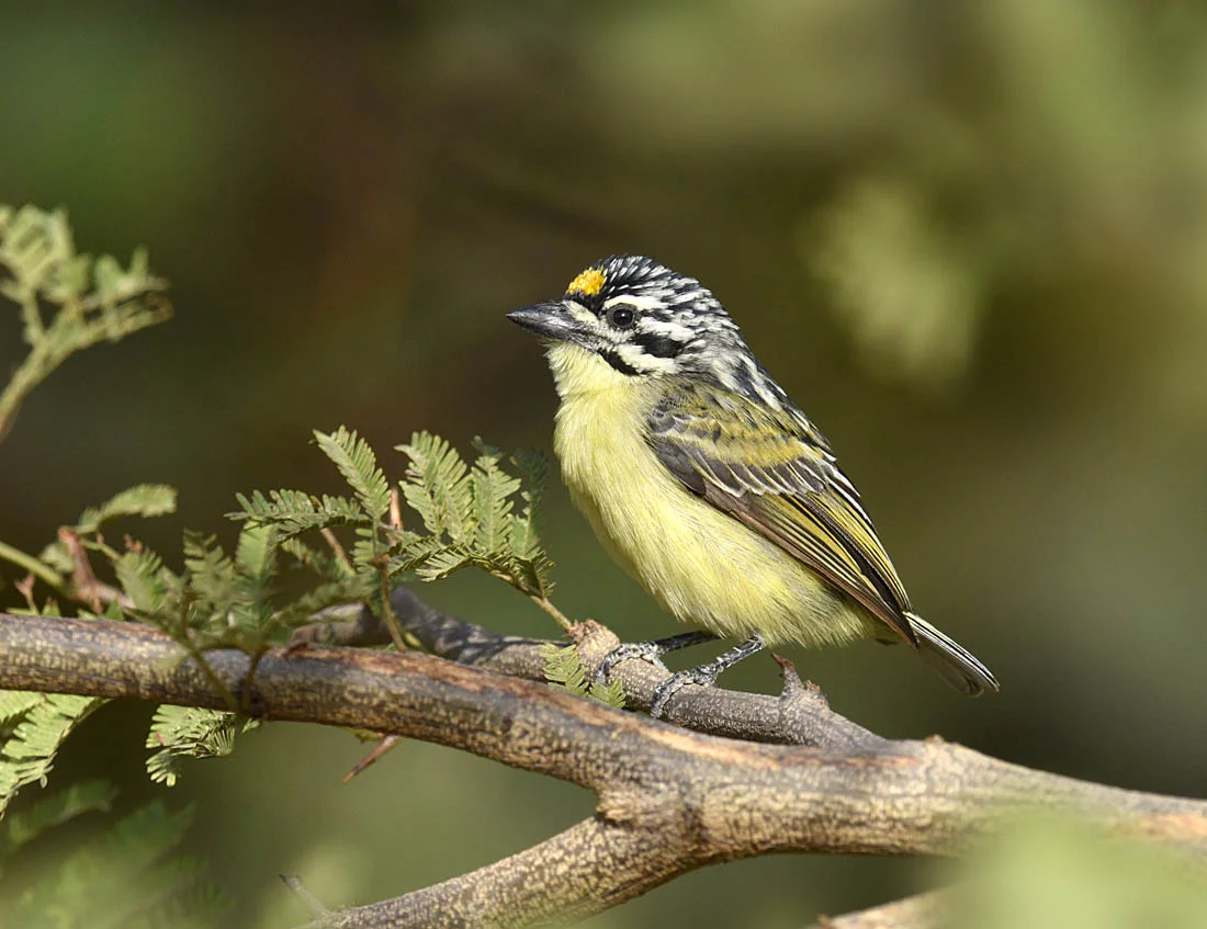 Yellow-fronted Tinkerbird. ©Paul Sterry/Nature Photographers Ltd