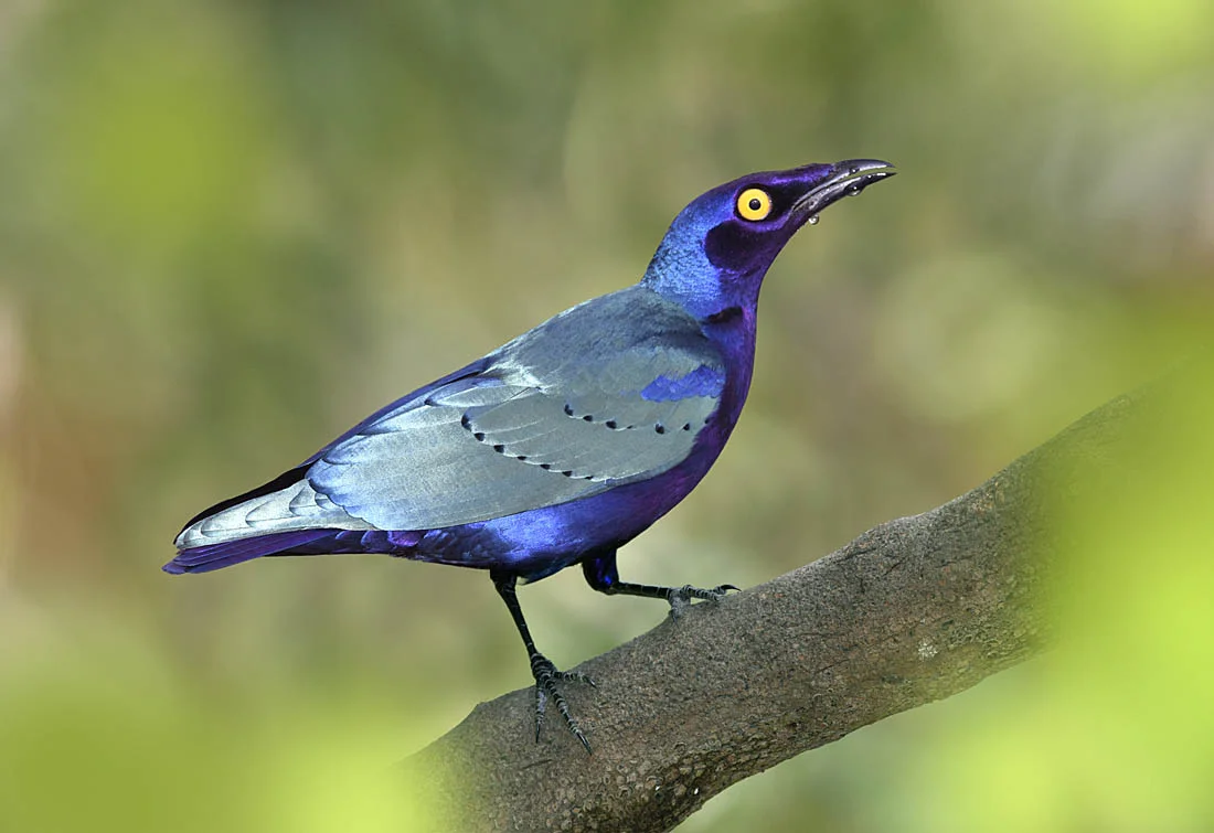 Purple Glossy-starling. ©Paul Sterry/Nature Photographers Ltd