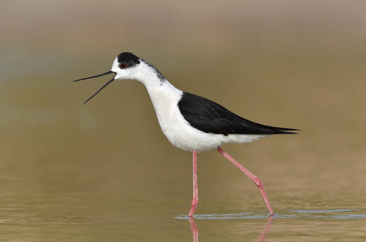 Eilat Birdwatching Center