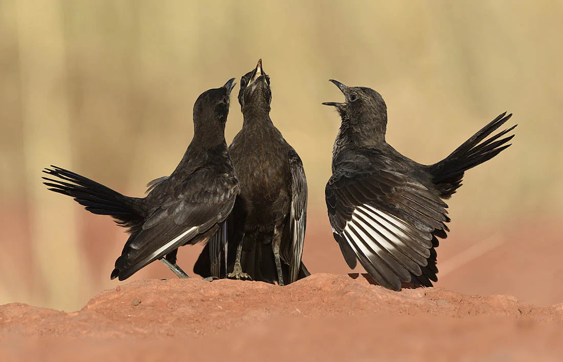 Northern Anteater-chat. ©Paul Sterry/Nature Photographers Ltd