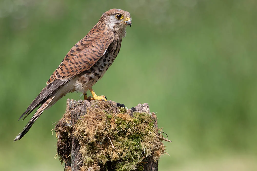 Female Kestrel. ©Andrew Cameron/Bird Photographer of the Year