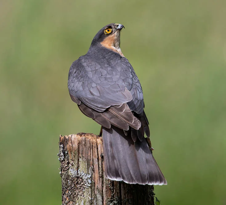 Male Sparrowhawk. ©Andrew Cameron/Bird Photographer of the Year