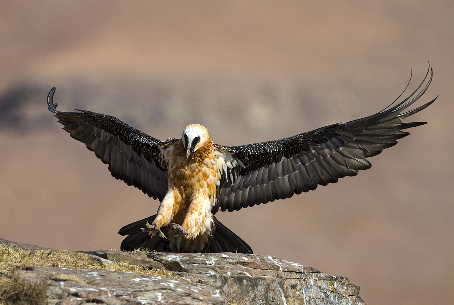 Misunderstood Species