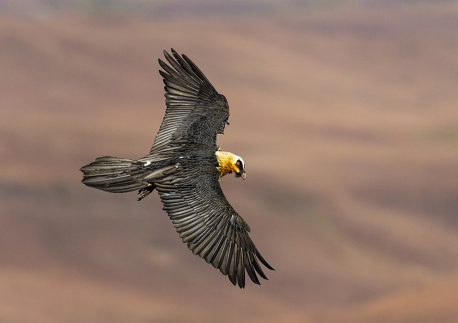 A Bearded Vulture photographed from above. This image was an entry into the 2019 Bird Photographer of the Year Competition and caught the Judges’ eyes in the Birds in Flight category. ©Rosamund Macfarlane