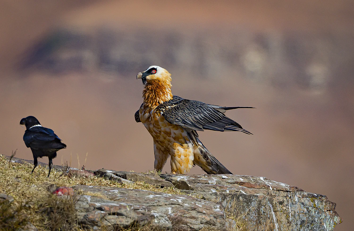 A Bearded Vulture and Raven. ©Rosamund Macfarlane