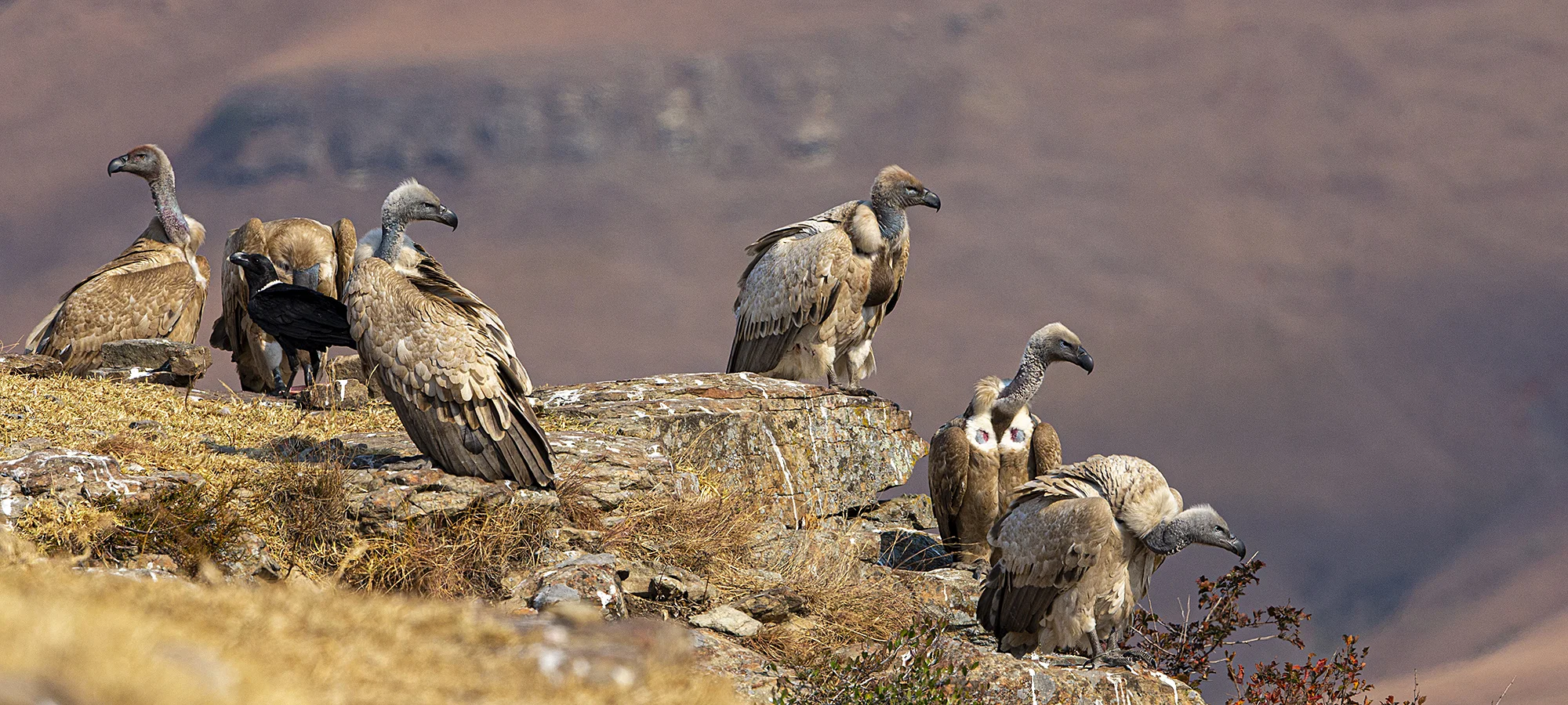 A committee of Cape Vultures. ©Rosamund Macfarlane