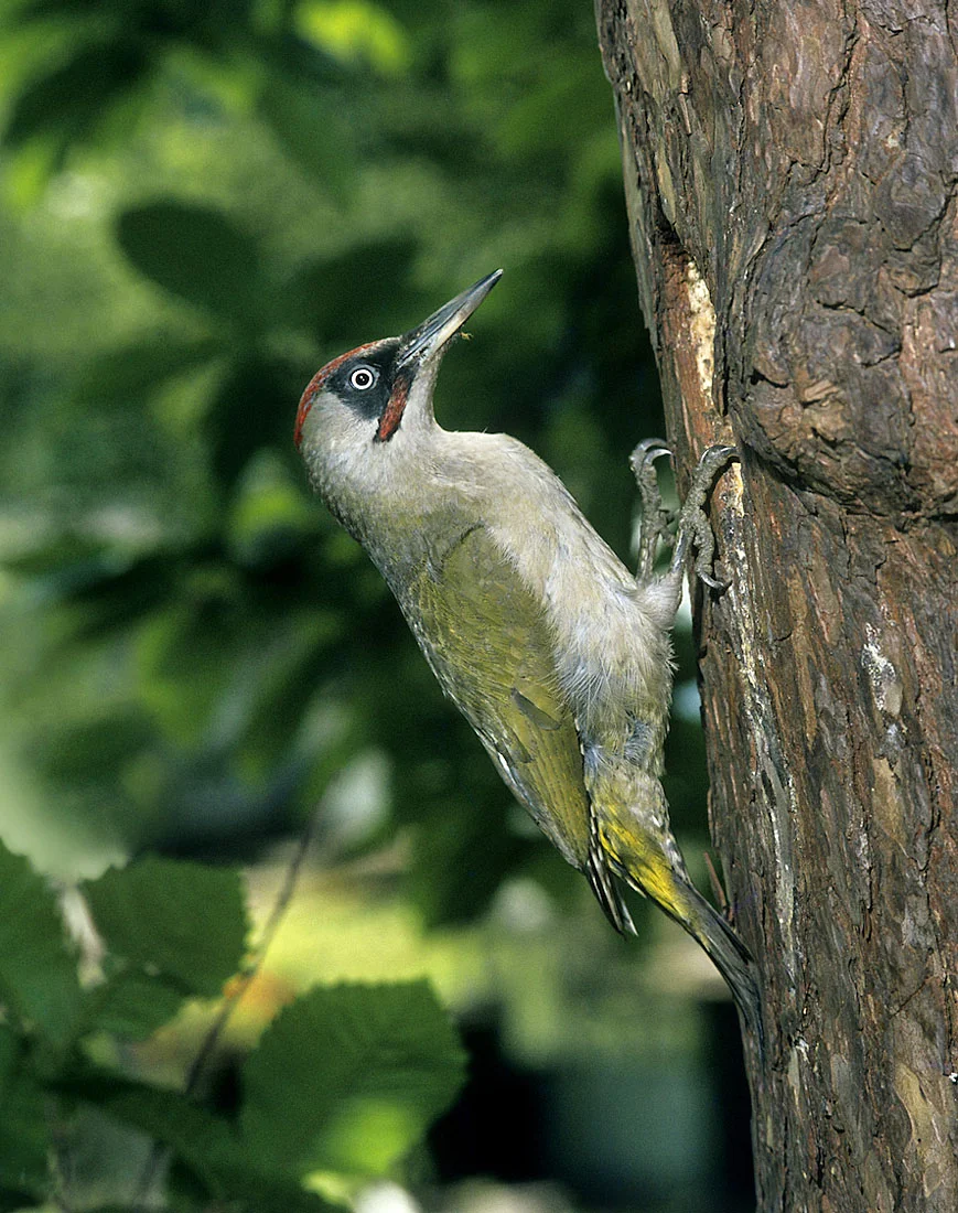 Bird Photography – the legacy of Frank Blackburn by Paul Sterry