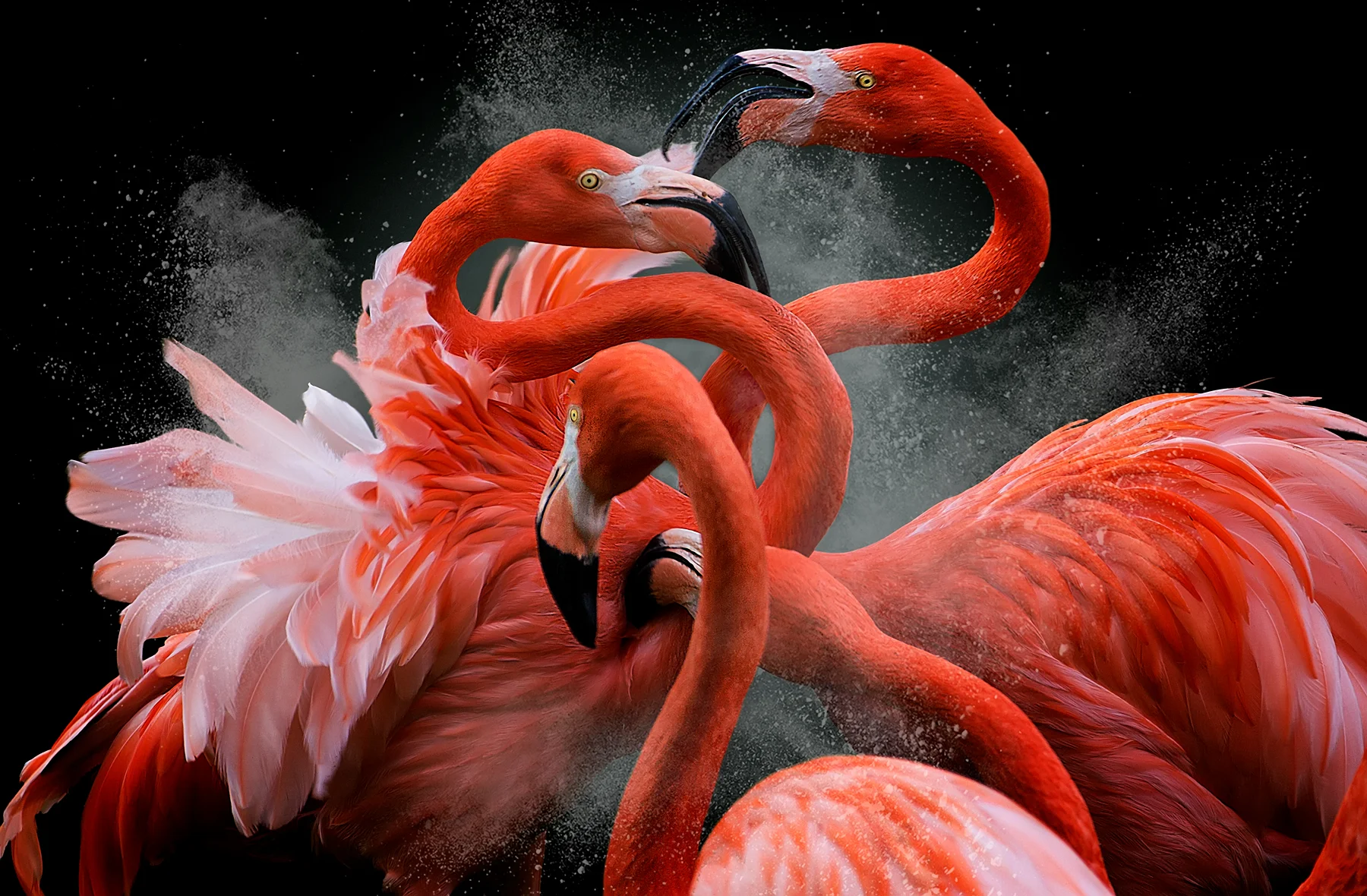 Creative Imagery