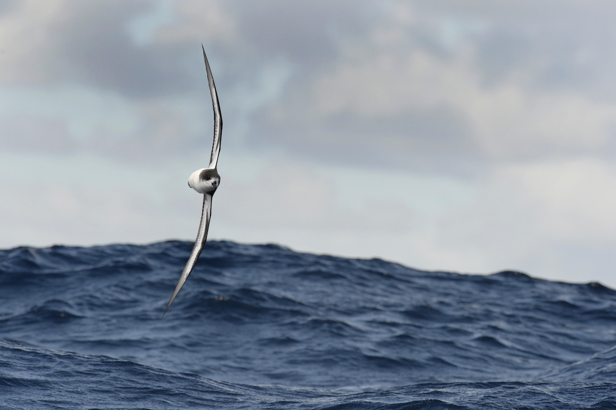 The Cahow is a consummate seabird and a master of flight over the open oceans. ©Paul Sterry/Nature Photographers Ltd