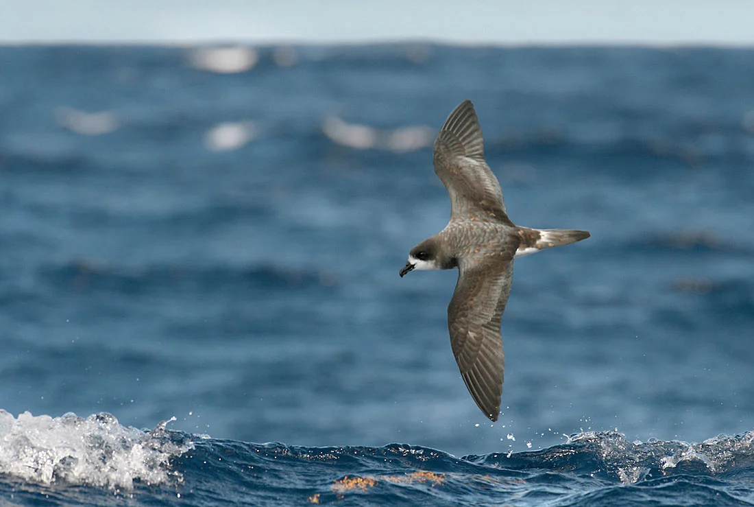 Like other Pterodroma petrels the Cahow has a distinctive stiff-winged flight and seldom flaps its wings, controlling its direction and speed by subtle adjustments to its wing shape. ©Paul Sterry/Nature Photographers Ltd