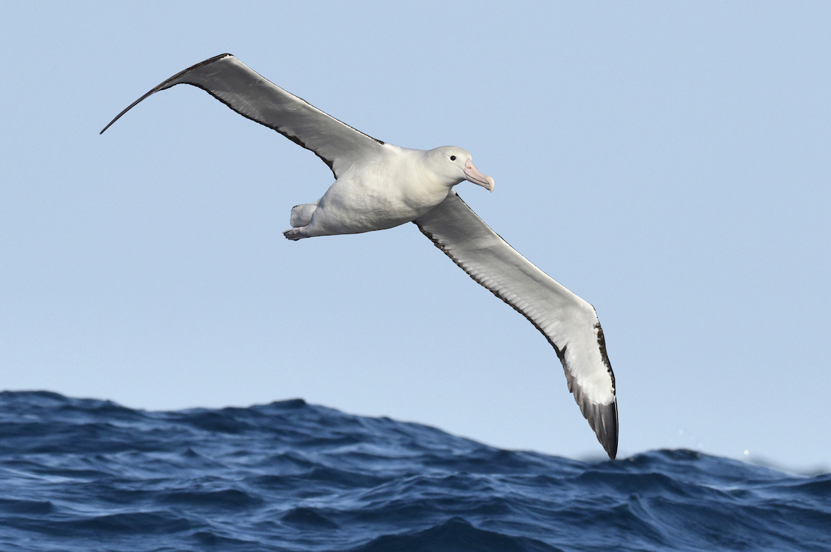 Northern Royal Albatross, a stunning seabird with a 3-3.5 metre wingspan. ©Paul Sterry/Nature Photographers Ltd