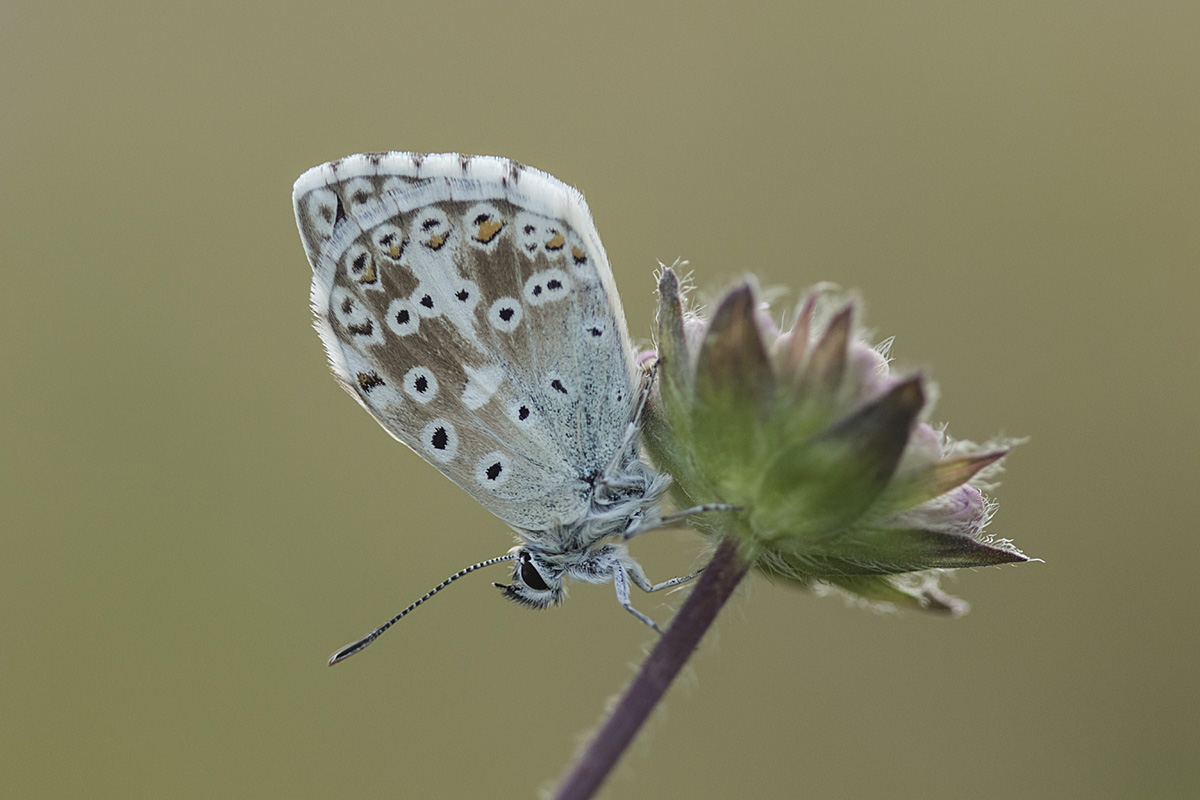 Chalkhill Blue ©Victoria Hillman