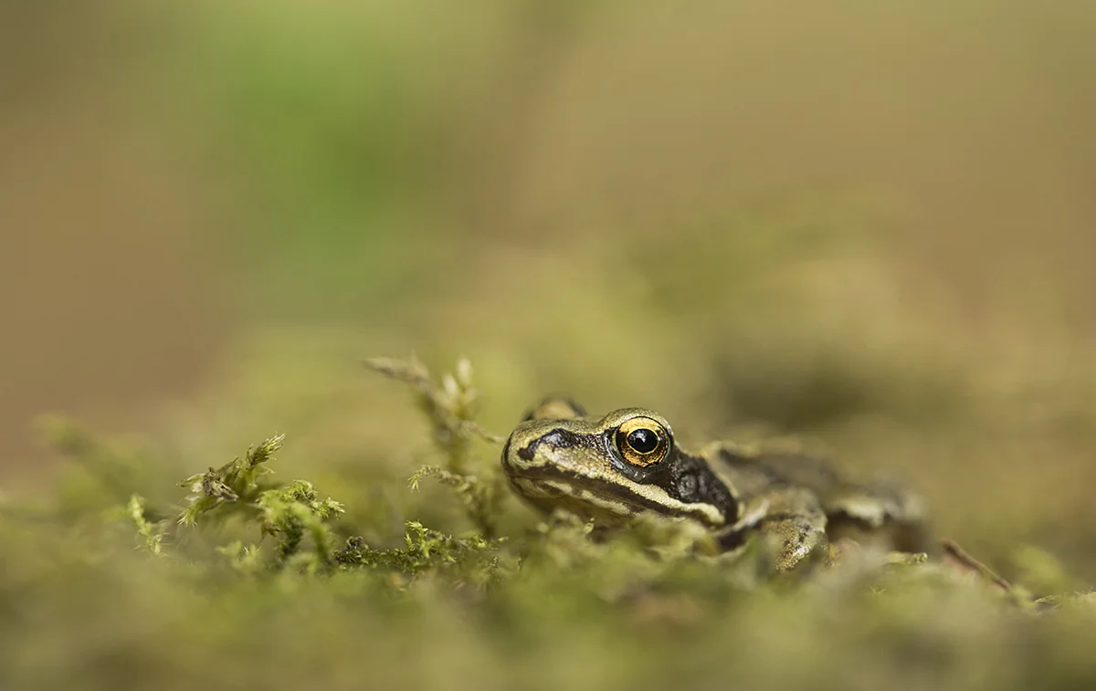 Common Frog, Somerset Levels ©Victoria Hillman