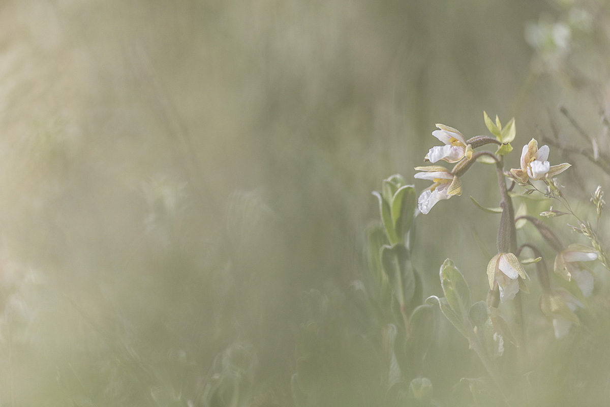 Orchids, North Wales ©Victoria Hillman