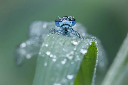 The Ethics of Wildlife Photography