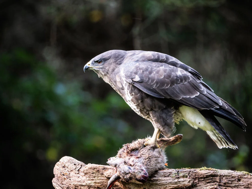 Common Buzzard ©Andrew Cameron