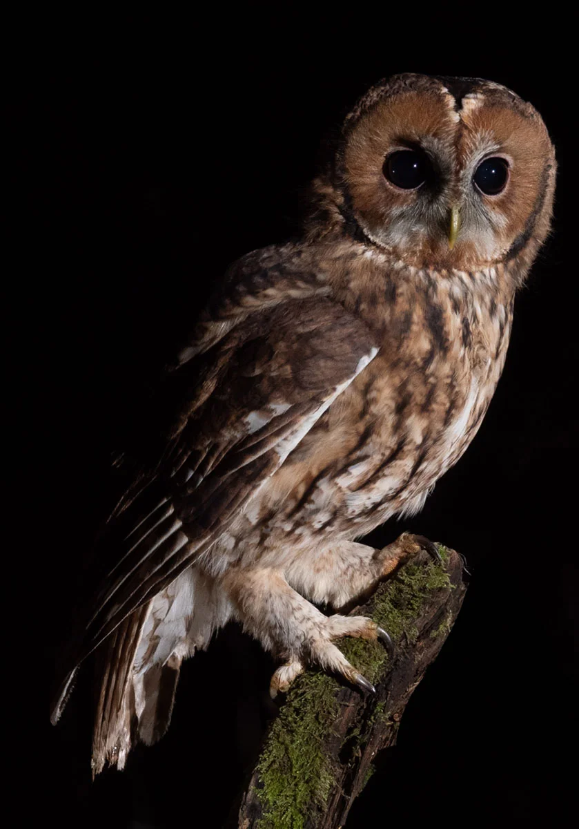 Tawny Owl ©Andrew Cameron