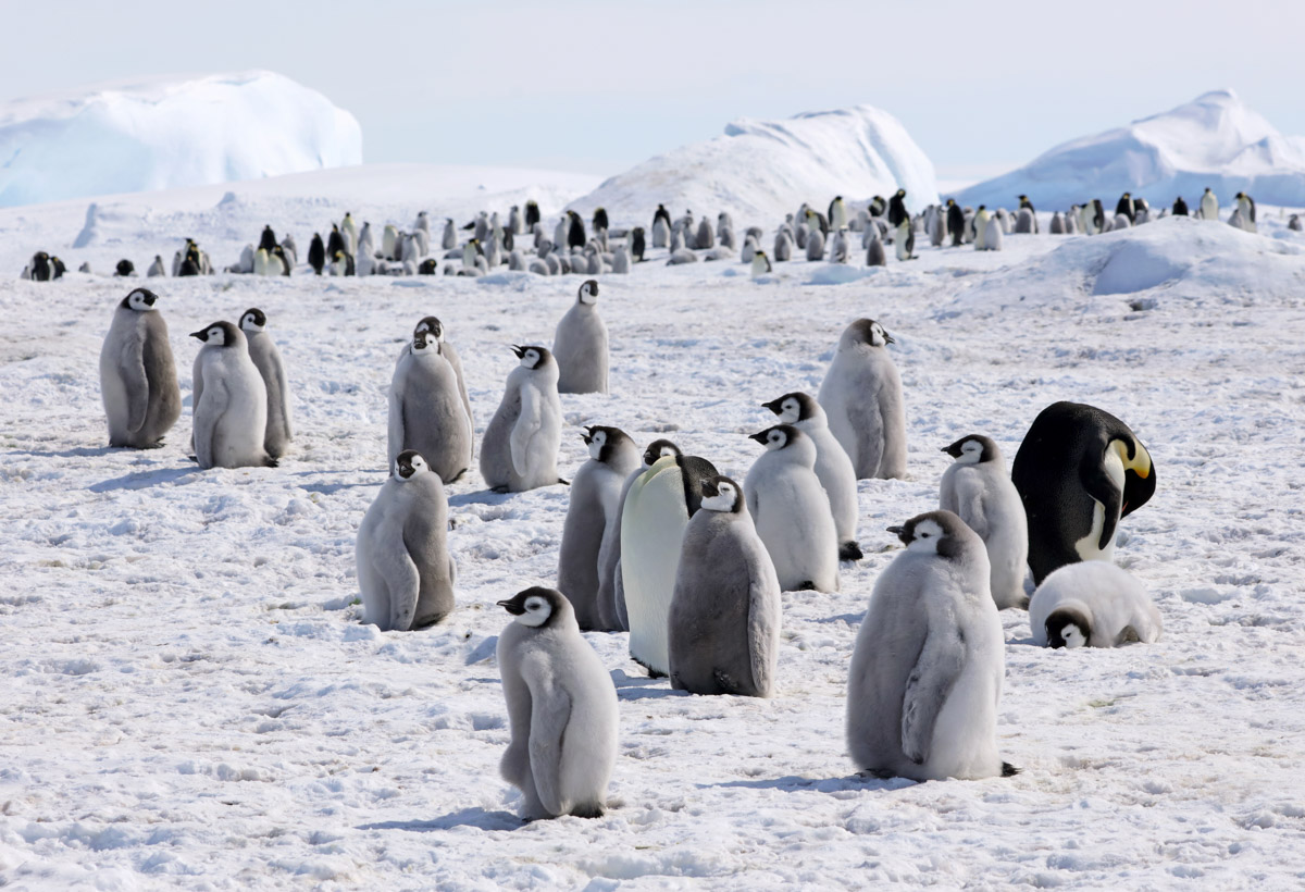 Emperors Emperor Penguin Aptenodytes forsteri . Snowhill Island, Weddell Sea, Antarctica. Martin Grace, United Kingdom. Category: Inspirational Encounters Award. GOLD AWARD WINNER. ‘Emperor. Penguin. Individually words of little distinction, but together an icon of near-mythical proportion. Flightless. The only bird that completely forgoes land. The march. The crazily dedicated parenting. Arguably the most difficult bird in the world to see. But forget for now the travel nightmare, the two days turbulent torture of the ‘never-again’ Drake Passage, the teetering on the edge of ‘will-we, won’t-we?’ Decades of aspiration are finally approaching a culmination. An unexpected route appears through storm-packed sea ice and Antarctica’s fickle summer opens a calm window of blue. This miraculous conspiracy permits no more than half an hour at the colony, including walking time from landing. Borrowed boots pinch, clothing is stiflingly excessive, and frustration also boils as the camera tangles inside the rucksack. But actually having made it is too overwhelming, too emotional. I shoot a few images then put the camera away, and for fifteen minutes it is just me, the Emperors and heaven.’