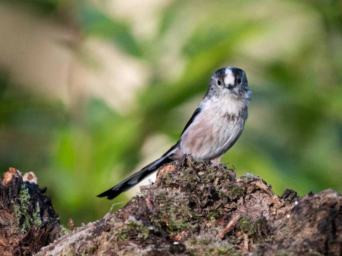 Long-tailed Tit ©Andrew Cameron