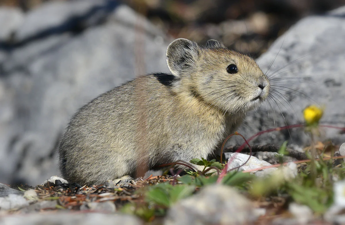 Rocky Mountain Pika